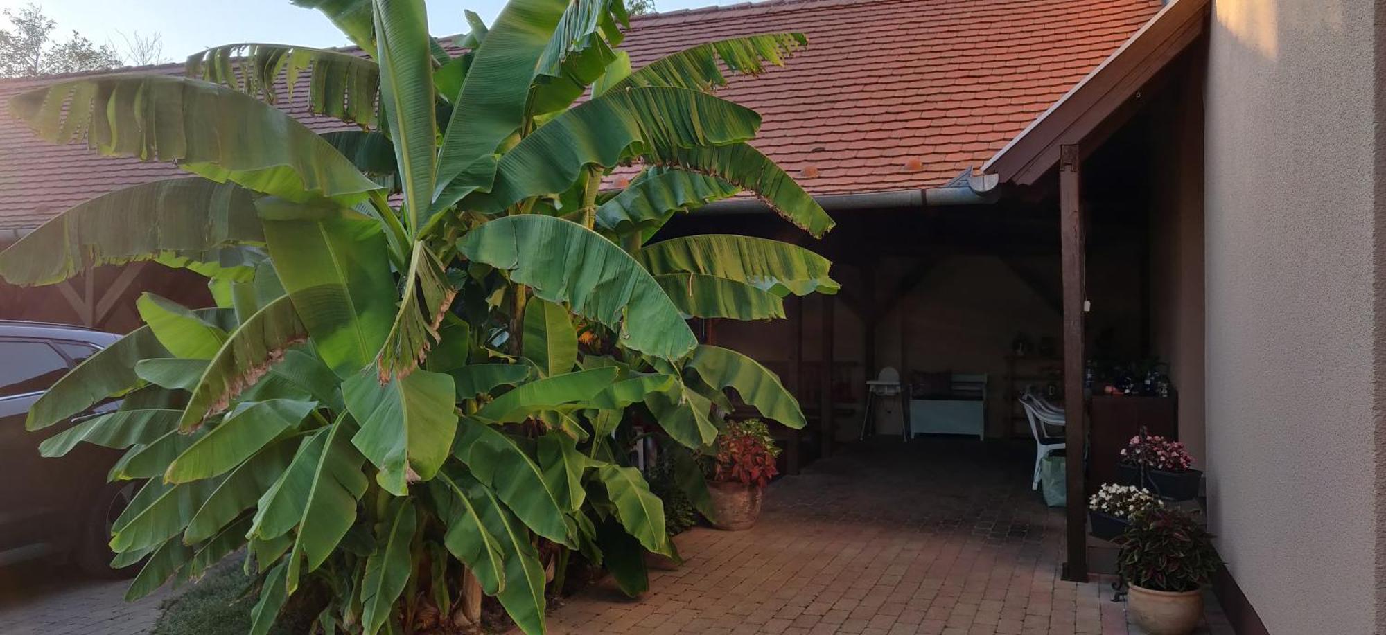 Korona Panzio Bed and Breakfast Balatonberény Buitenkant foto