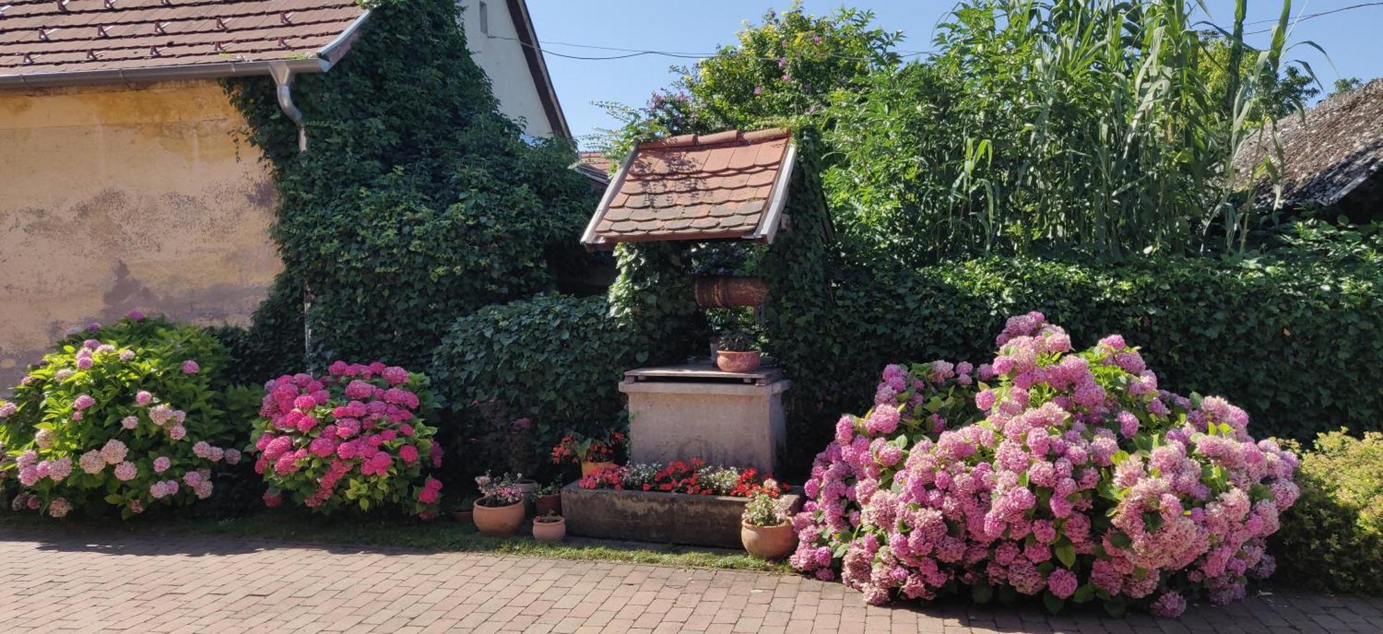 Korona Panzio Bed and Breakfast Balatonberény Buitenkant foto